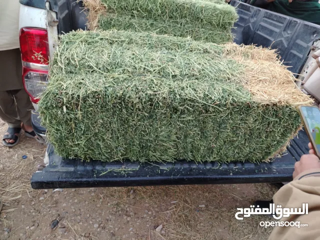 برسيم وتبن للبيع