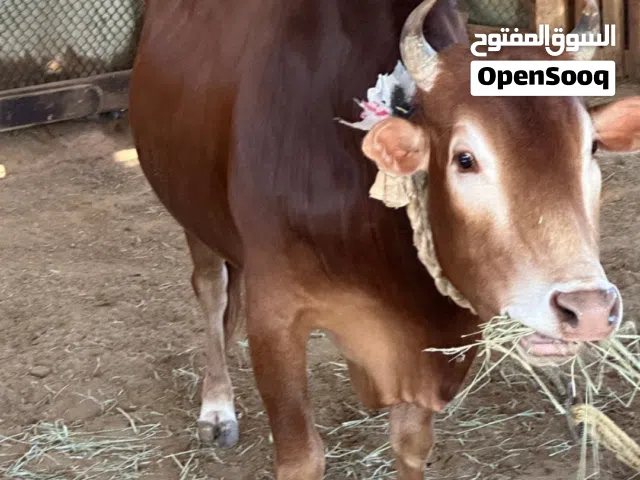 ثور عماني محلي