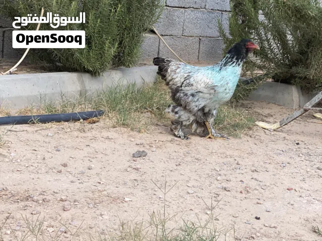 للبيع أو تبديل بكيني أو استرالي