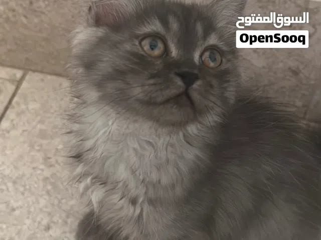 قطتين للي فاهمين الزين