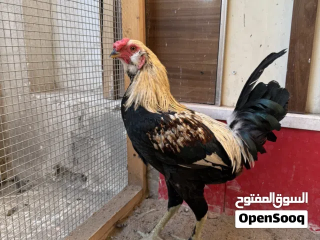 ديوكة صحة ونشاط مثل ما موضح بالصورة