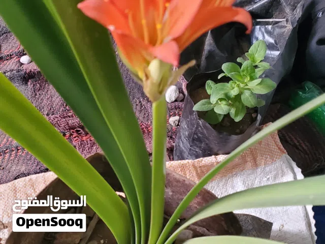 نبات زنبق الأدغال، أو الكليفيا مينيتا (Clivia miniata).