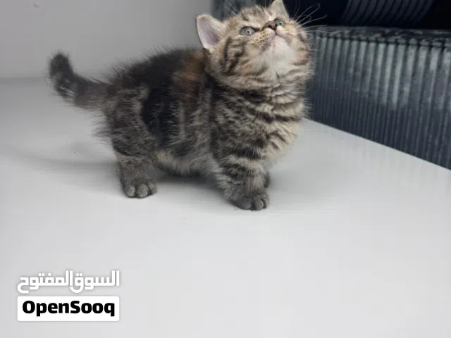 Munchkin male. Kitten
