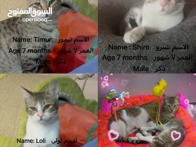 تيمور وشيرو ولولي قطط حبوبه وحنونه للتبني