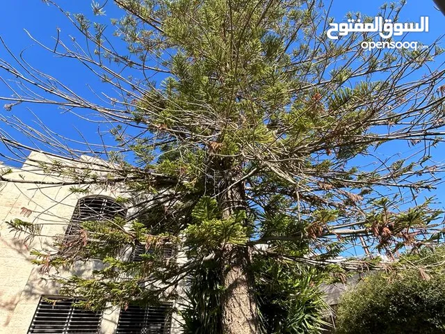 فيلا بموقع حيوي ومميز بالصويفية - الرقم المرجعي 13992