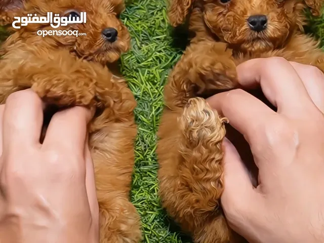 Toy poodle high Quality