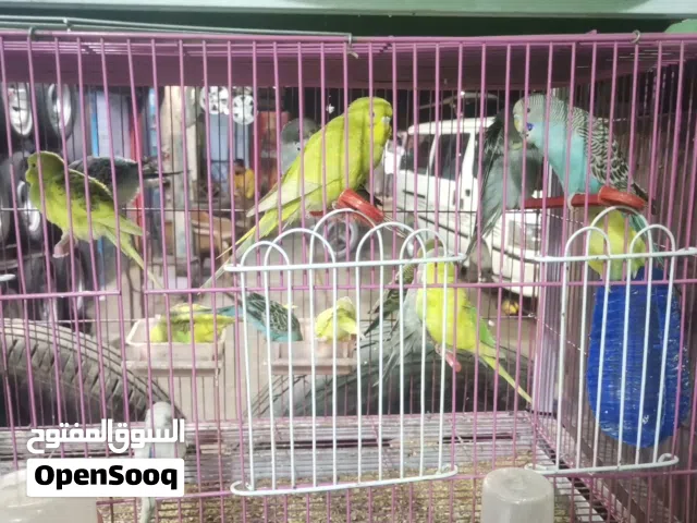 عصافير كوكتيل و استرالي شاغلين