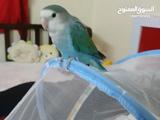 مطلوب روز البينو ذكر شغال