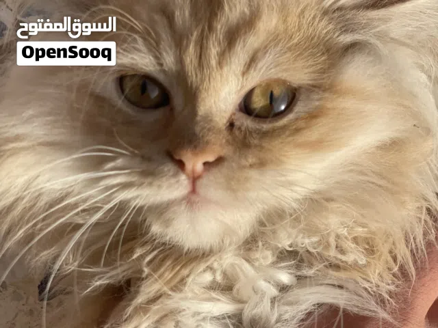 مطلوب قط أنثى أو ذكر تبني متل زي لِ في الصوره