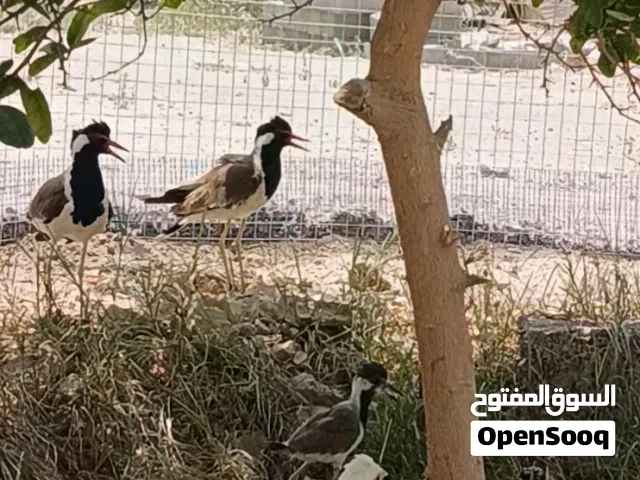 كروان الهندي منتج للبيع او للبدل بطيور أخره
