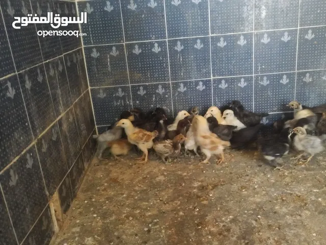 صيصان مكس للبيع
