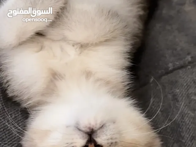 قطط سكُوتش فولد مكس مين كون وشانشيلا