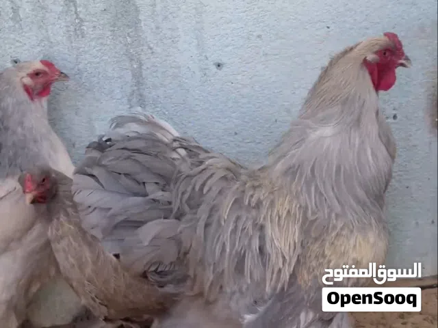 براهما ايزابيل