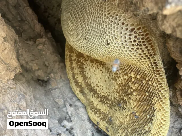 للبيع عسل عماني بو طويق