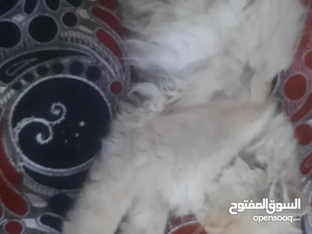 قطه امريكي حجم صغير السعر 15الف ريال يمني