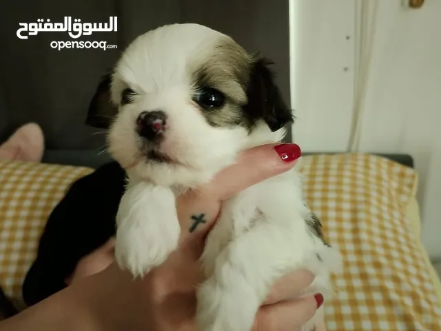 Pomeranian Mix Havanese