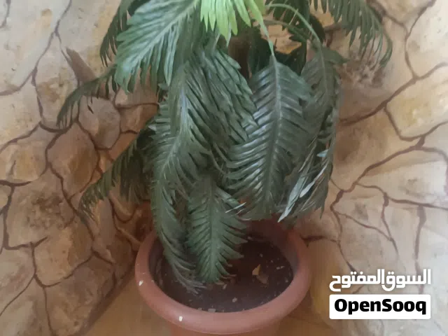 شجر صناعي للبيع