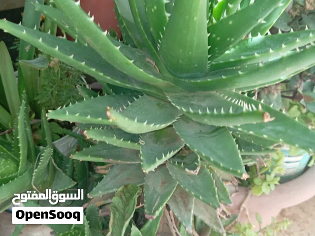 زريعه زينه للبيع