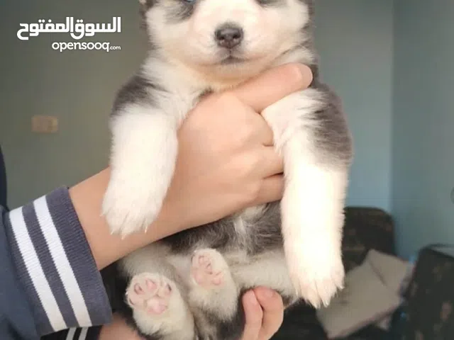 بنت هاسكي بيور ماشالله اخر ما تبقي للبيع  عمر 42 يوم