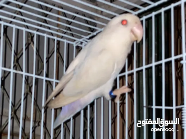 أزواج روز فيه البينو صافي و افيه البينو غير صافي منتج معه جميع ملحقاته بياضه و شبك و مشربيات