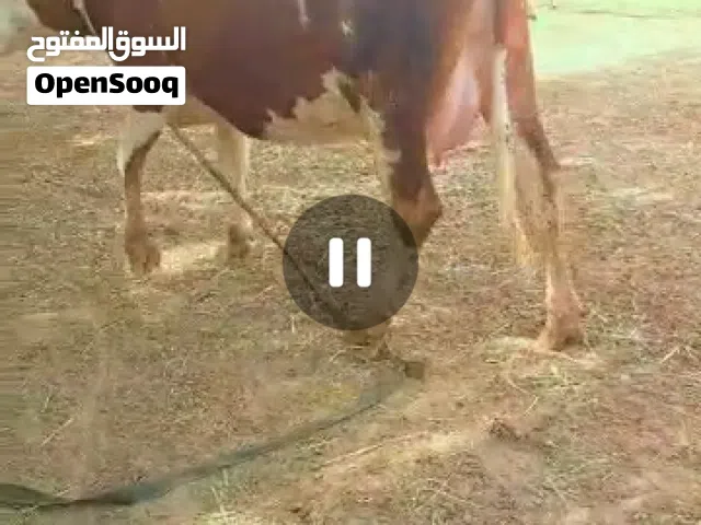 2 بقرات للبيع تبارك الله غلظة وسمنه الي بيعيد وين