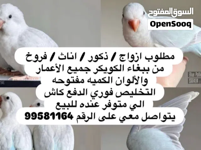 مطلوب وليس بيع كويكر