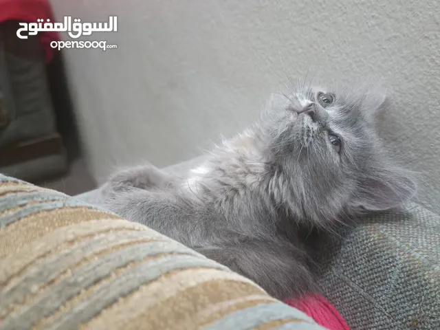 قطه انثى راغدول عمر شهرين رمادى عيونها خضراء
