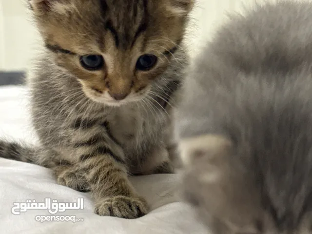 قطاو ذكرين kittens