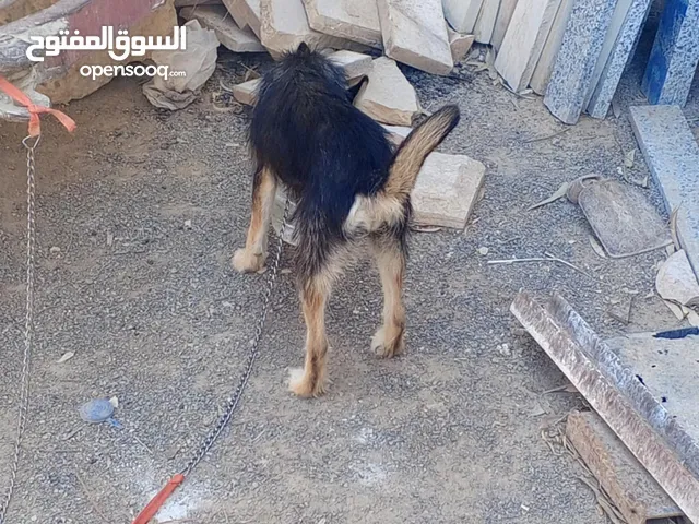 كلب للبيع او التبديل ساوم