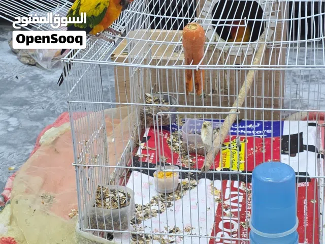 للبيع جوز ببغاء صن كنيور