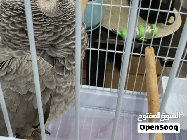 فرخ كاسكو 5 شهور