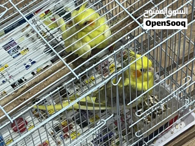 عصفير كوكتيل عمر سنة و شهر مروضين جاهز للتزاوج باضو قبل مرتين