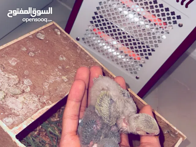 السلام عليكم زوز طروف بركاديلو