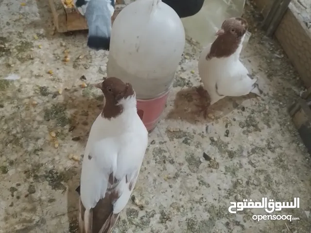 متاح للبيع اقرا النص عمان جاوا