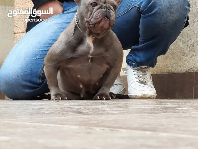 كلاب بولدوج للبيع او التبني في مصر : كلب بولدوج : افضل سعر