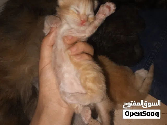 قطط حديث ولاده عمر 20يوم