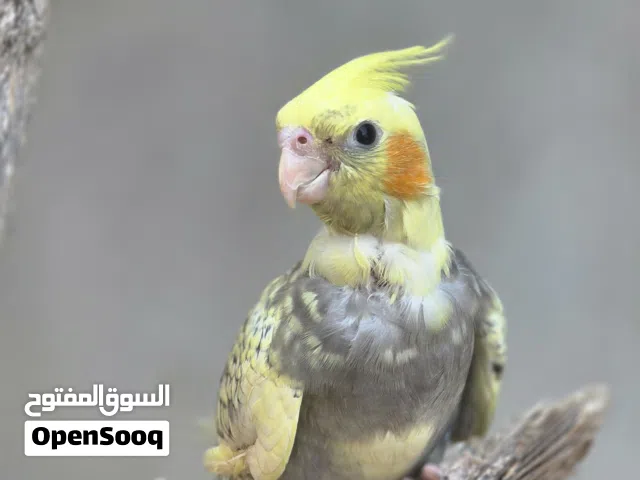 ببغاء كوكتيل ترويض داخلي أو خارجي
