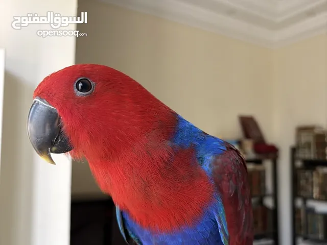 ببغاء اكلكتوس parrot