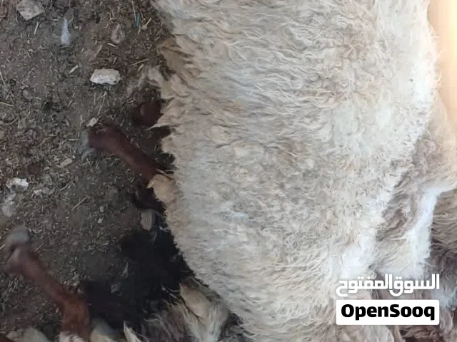 ذبايح عقائق ونذر ومناسبات فدوى
