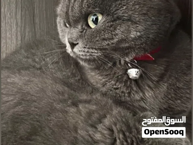 قطه سكوتش فولد