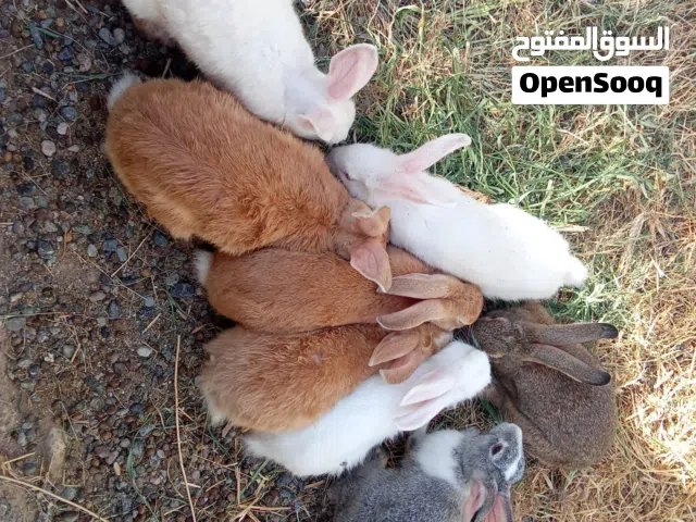 للبيع أرانب عدد 8 حبات