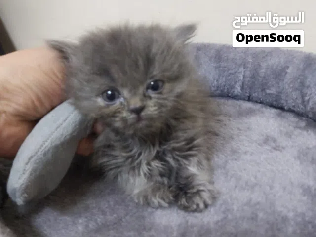 قطط همالايا شوكلت وشانشيلا