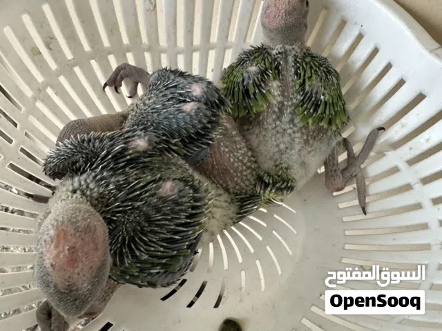 للبيع فروخ دره الاخضر