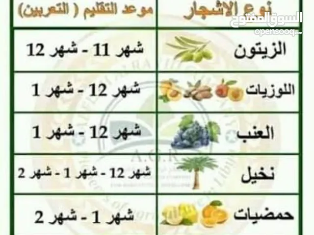 مصمم حدائق في رام الله