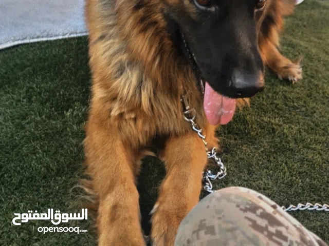 جيرمن جامبو انتاج سوبر