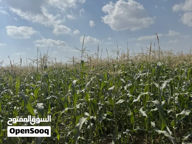 طعام مرومبو / ذره للبيع