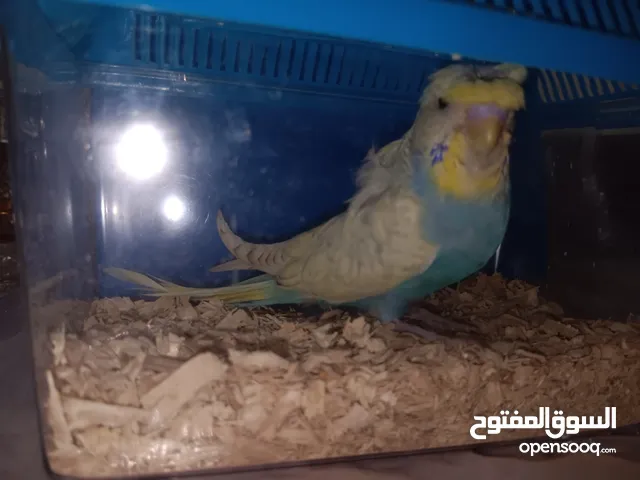 السلام عليكم للبيع طير جدا جميل ولعوبي انزل الوصف