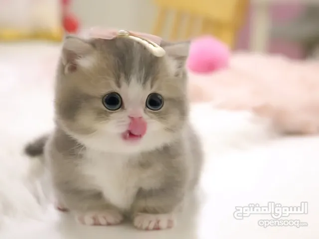 Adorable Purebred Kitten Available For Adoption