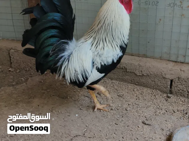 السلام عليكم  ديج كويتي خط اول دندراوي شوكي عمر 6 اشهر يوجد توصيل بعد تحويل المبلغ دم نقي
