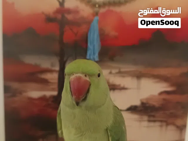 متوى انثى مربيه